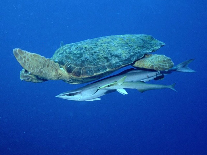 Logger head turtle with two remoras