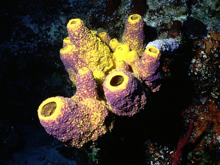 Sponges<
