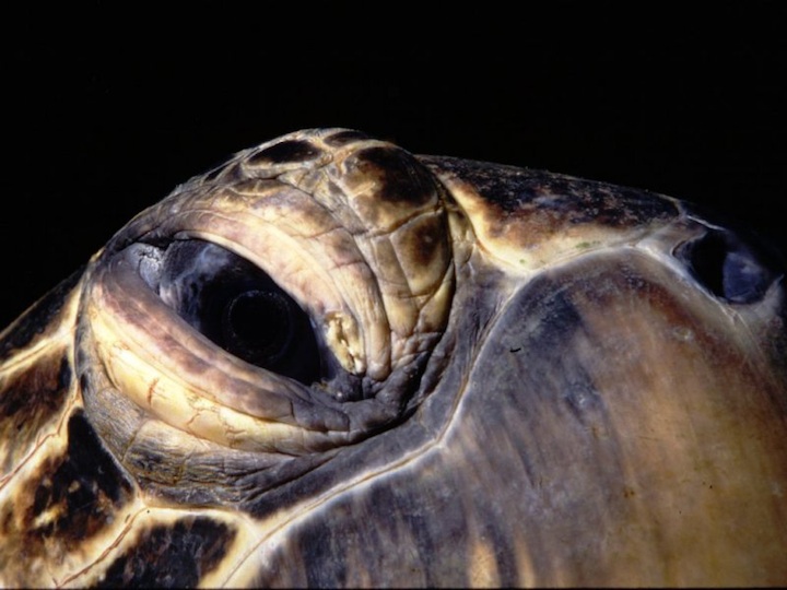 Turtle's eye