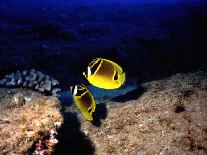 Racoon butterflyfishes