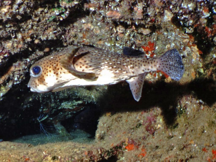 Porcupine pufferfish