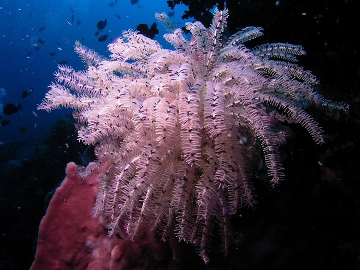 Feather star (West Papua)
