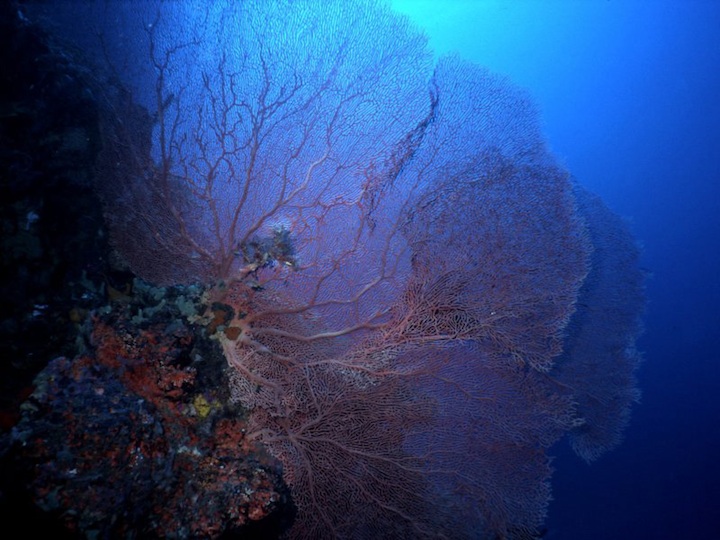 Deep water sea fan (Menjangang island)
