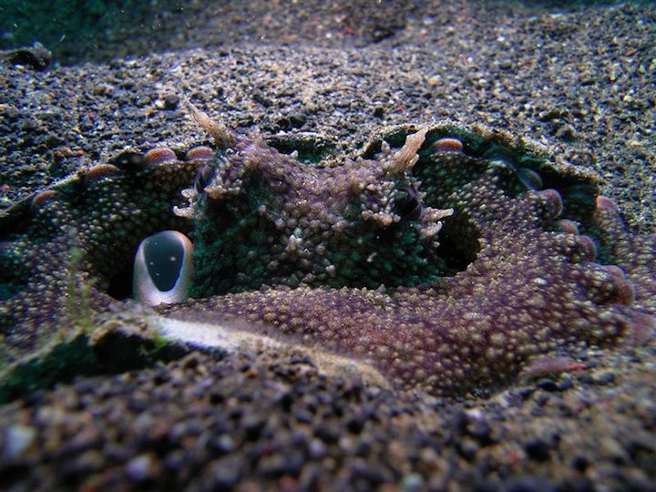 Octopus (north Sulawesi)