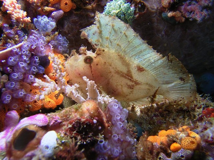 White leaf scorpion fish (Sulawesi)