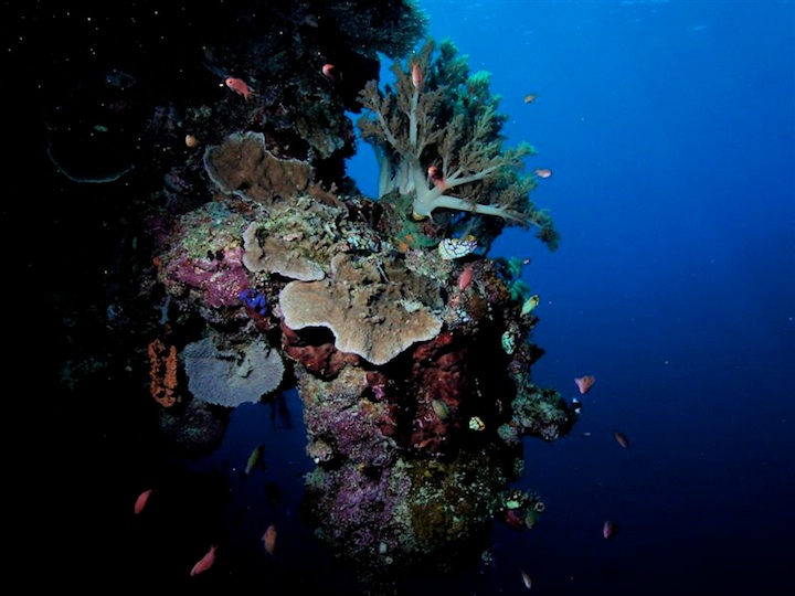reef garden (Maratua)