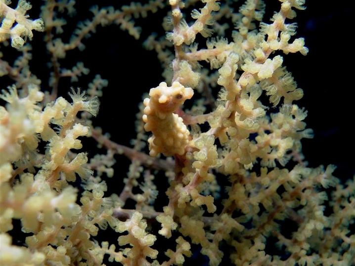 Pygmee sea horse (Maratua)