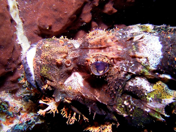 Scorpion fish (Maratua)