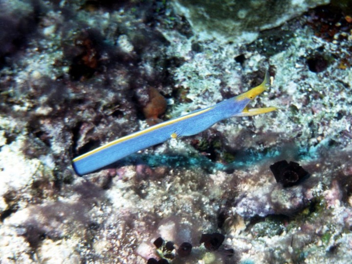 Ribbon morray eel (Bali)
