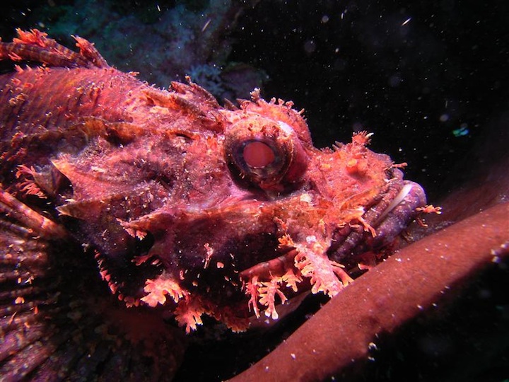 Scorpion fish (West Papua)