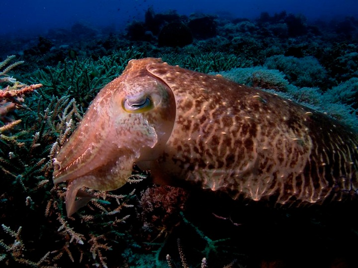 Cuttlefish (Sangalaki)