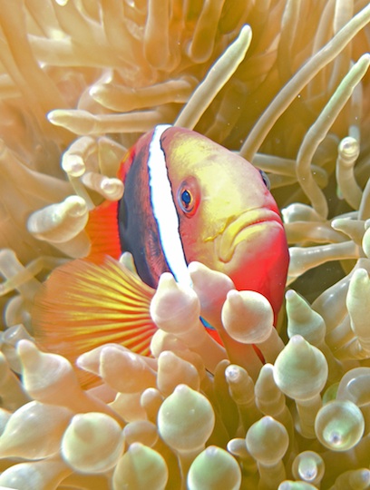 Red and black anemonefish