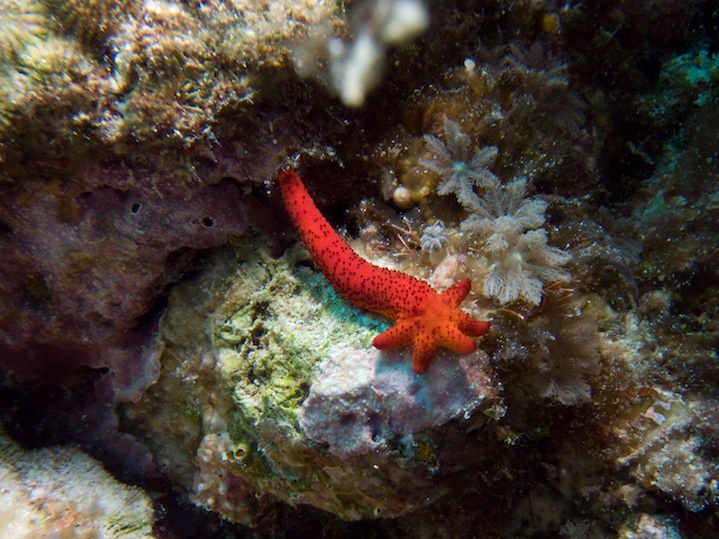 Starfish's leg