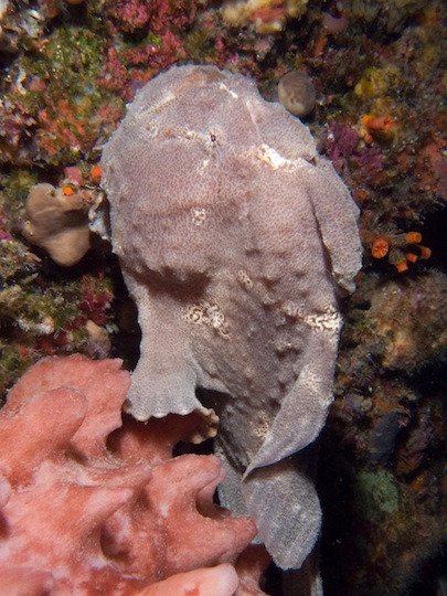 Grey giant frogfish