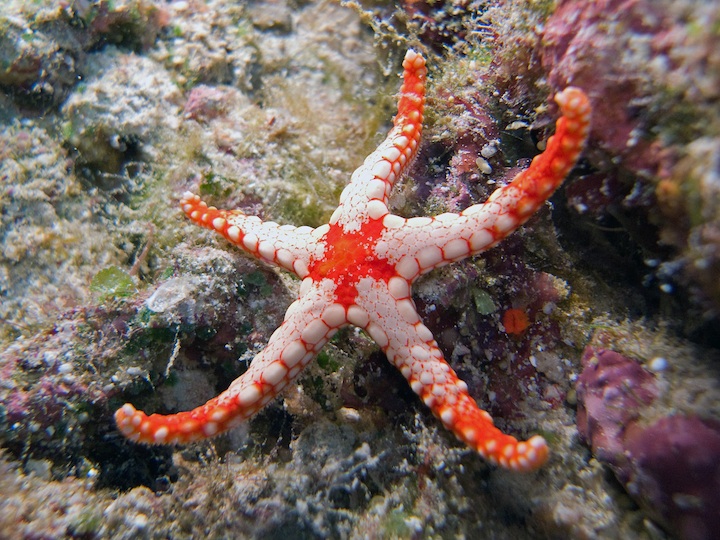 Marble starfish