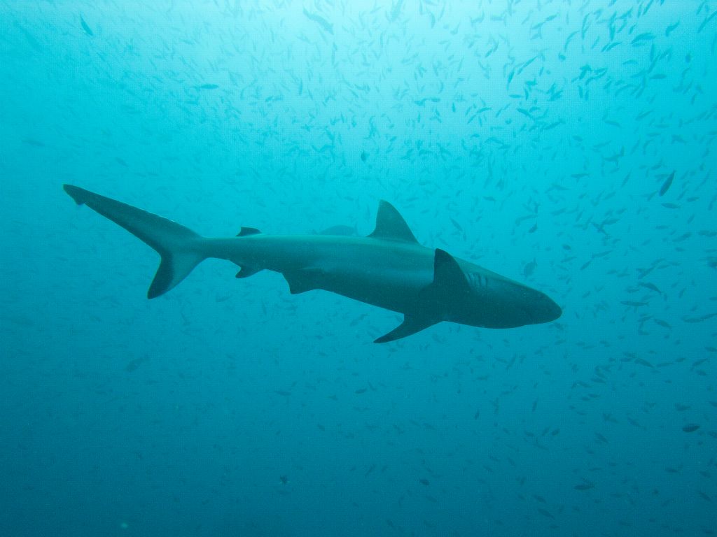 Grey reef shark (Ari atoll)