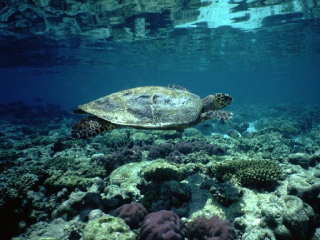 Hawksbill turtle (Helengeli house reef)