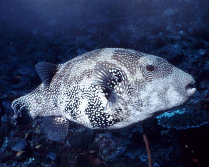 Scribbled pufferfish (Veligandu)