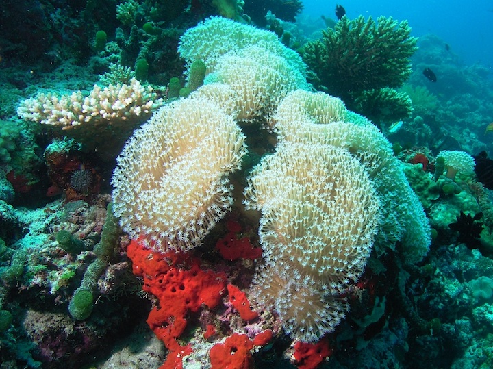 Filitheyo house reef