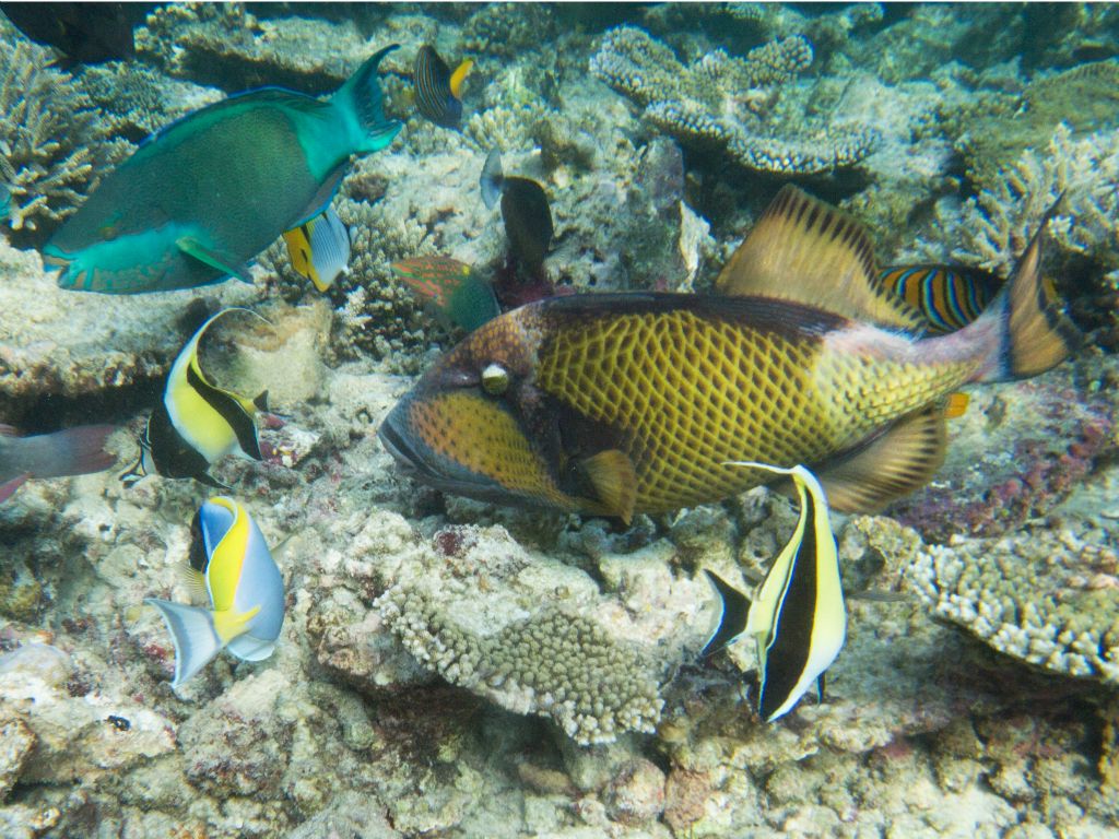 Giant trigger fish (Bathala house reef)