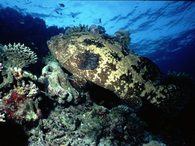 Malabar grouper (Helengeli)