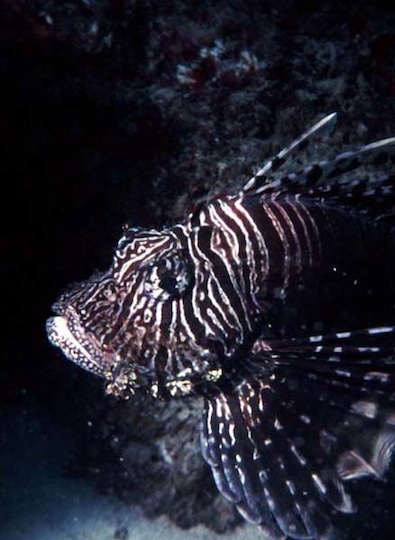 Indian lionfish (Veligandu)