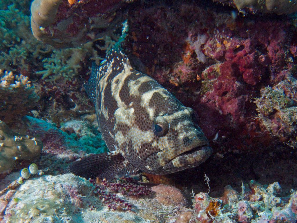 Malabar grouper (Bathala)