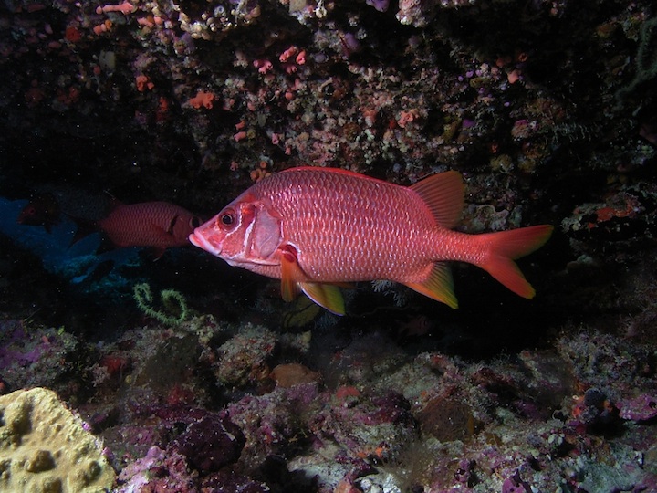 Sabre squirrelfish (Filitheyo