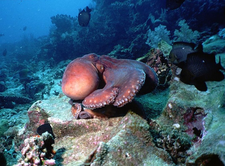 Octopus attacked by three-spot Damselfishes (Vilamendhoo)
