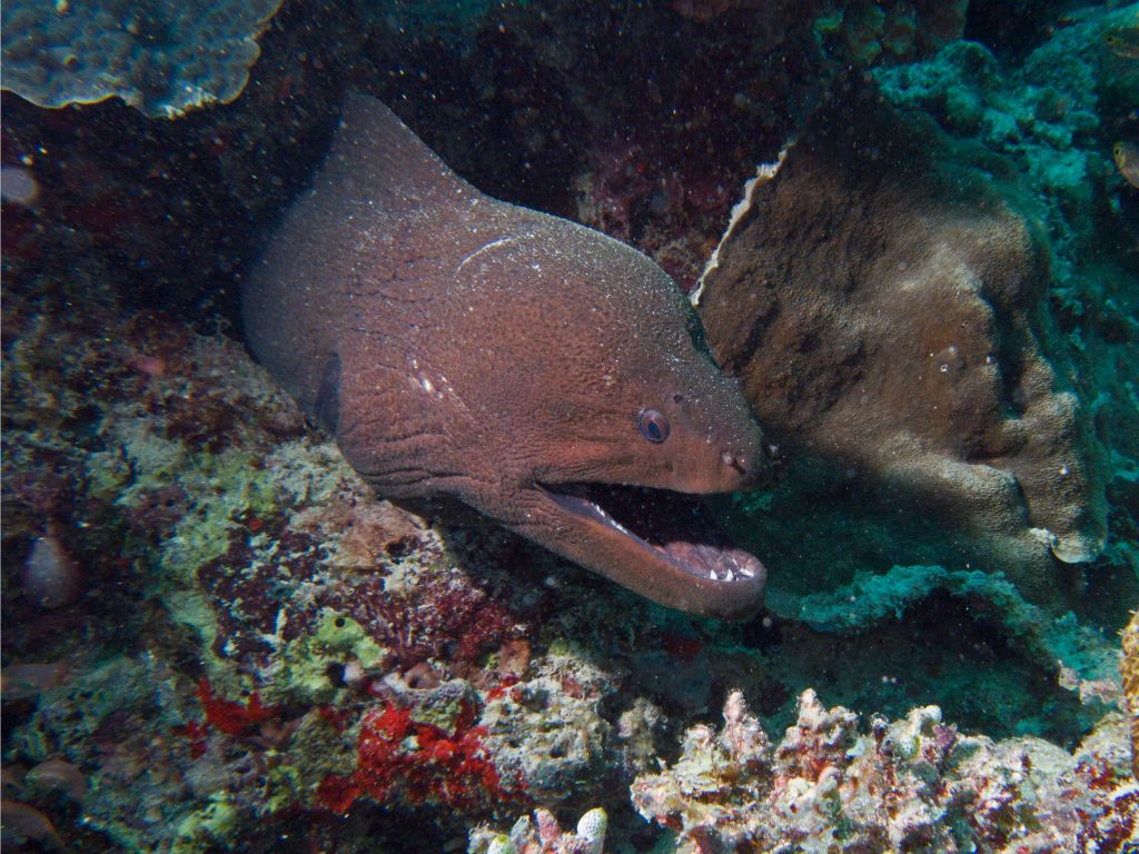 Moray eel (Bathala)