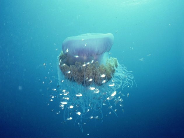 Barrel or rootmouth yellyfish (Helengeli)