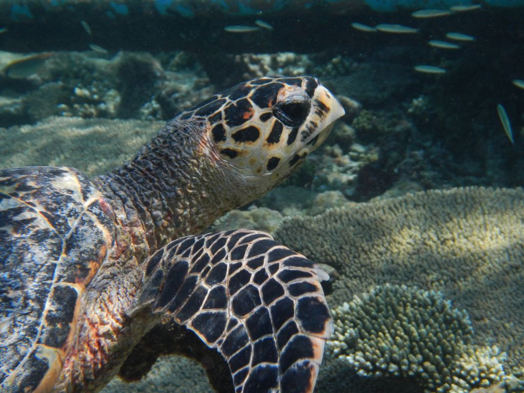 Hawksbill turtle (Bathala house reef)