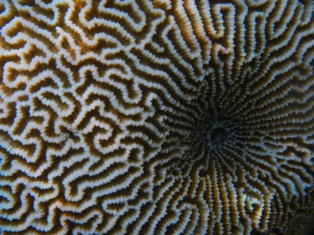 Brain coral (Bathala house reef)