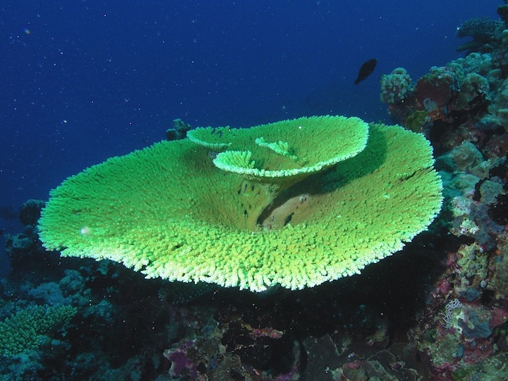 Table coral (Filitheyo)