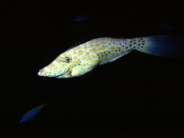 Broomtail filefish