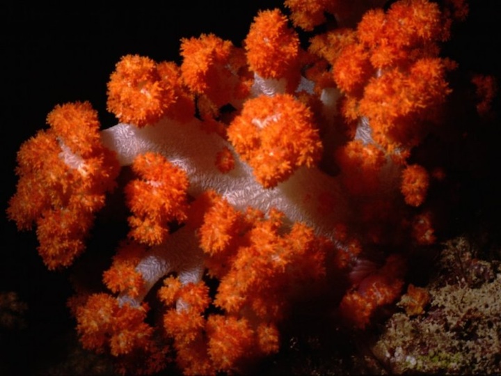 Soft coral arch, central rock islands