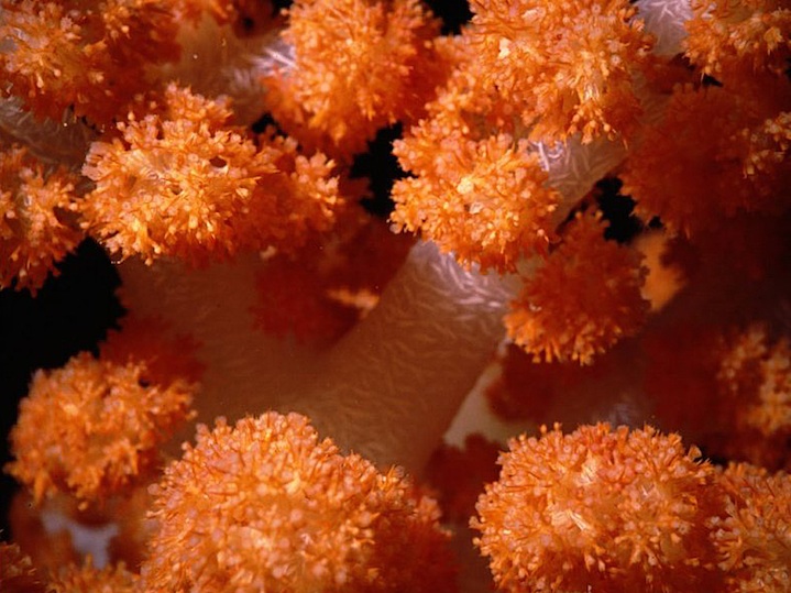 Soft coral arch, central rock islands