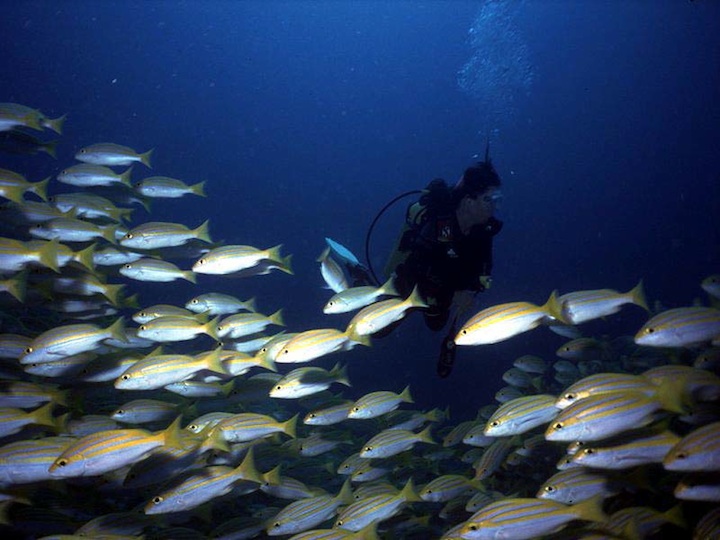 Marian surrounded by Bluestriped snappers